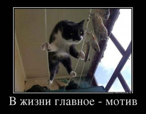 Демотиваторы-новинки (19 шт)