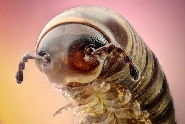 insects33 insects33 Портреты насекомых