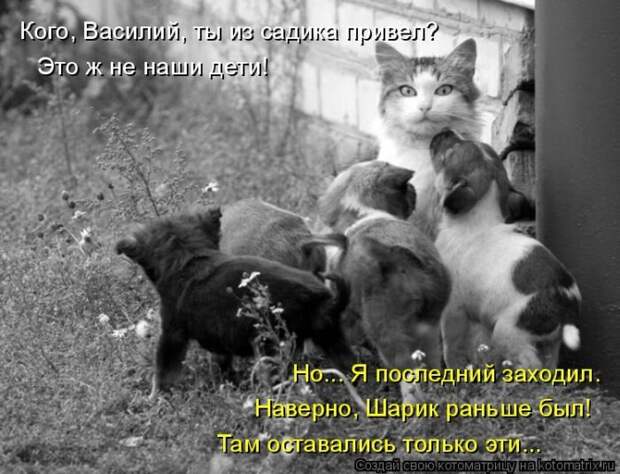Лучшие котоматрицы недели
