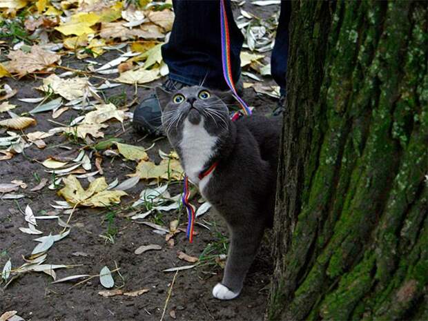 Кошки ,которые очень редко выходят из дома fun, cat
