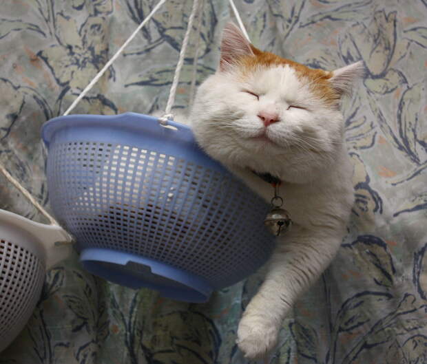 Летающий кот