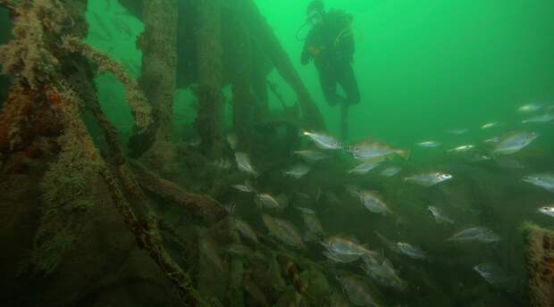 У побережья Ливии обнаружили древнее «кладбище» кораблей — что нашли археологи