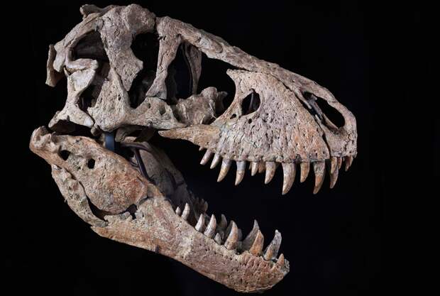 Почти 200 лет и тысячи находок: как ученые открыли динозавров