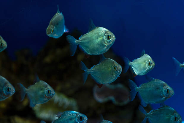 Опубликованы фото любящих капусту и кабачки пираний