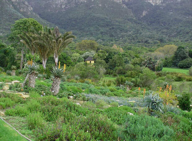 Национальный ботанический сад Кирстенбош (Kirstenbosch National Botanical Garden)