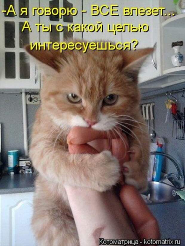 Веселая котоматрица