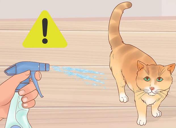 опрыскивать кота водой