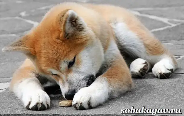 Акита ину собака. Описание, особенности, уход и цена акита ину