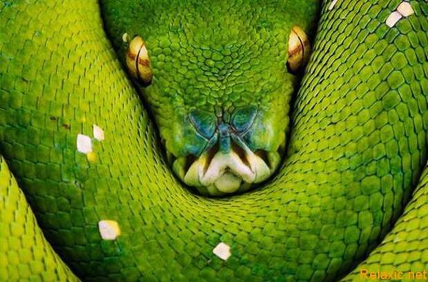 national-geographic-moments-24