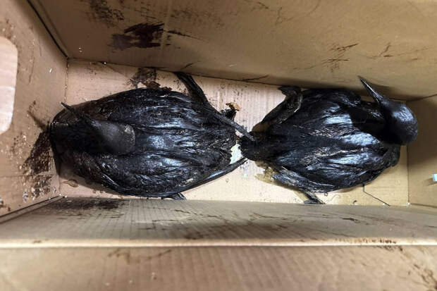 В Анапе нашли более 200 погибших и измазанных в нефтепродуктах птиц