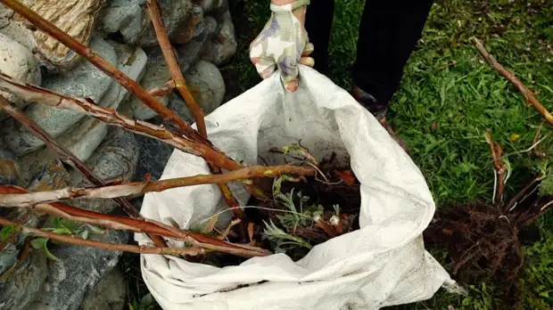 Секреты правильной посадки малины для отличного урожая