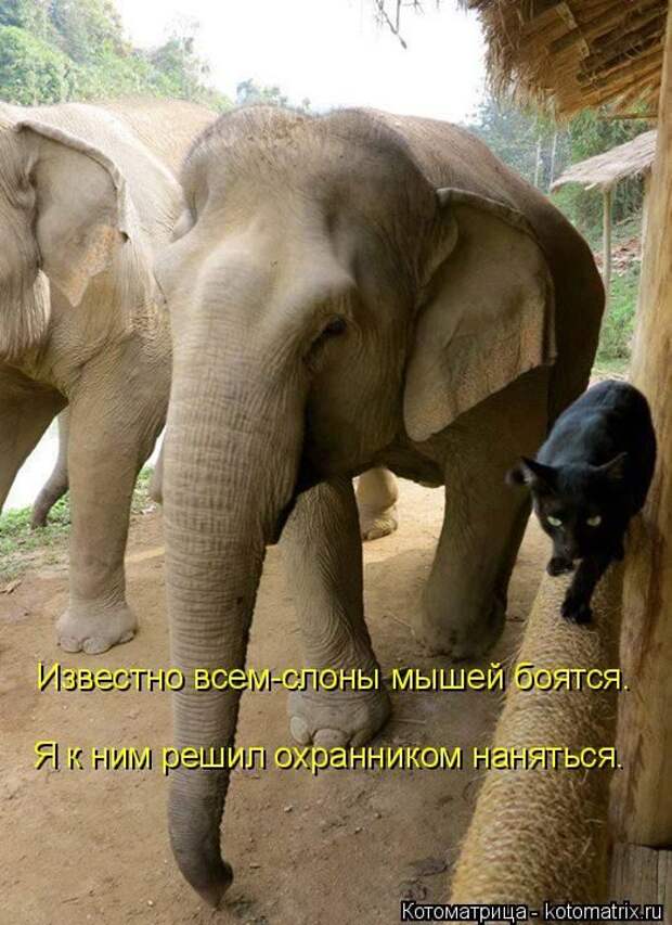 Лучшие котоматрицы недели