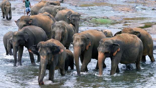Дикий слон напал на россиян на Шри-Ланке