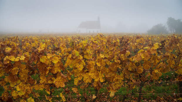 Туман, часовня Сен-Дени и осенние виноградники в Вольксхайме, Франция