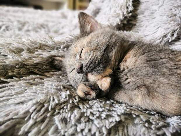 Почему кот спит на человеке? 5 причин: от нехватки тепла, до желания нюхать пот хозяина