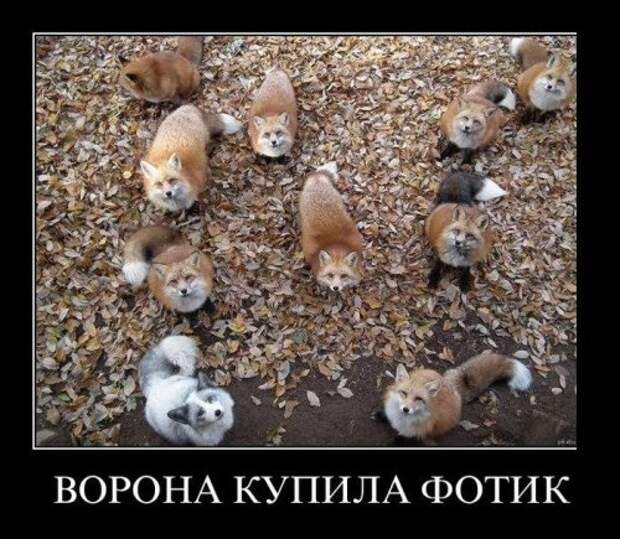 Прикольные демотиваторы (25 шт)