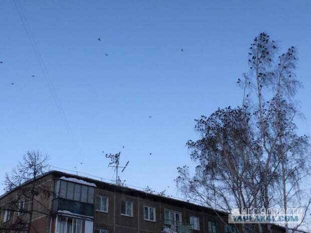 Пьяные свиристели и дрозды падают с веток в Новосибирске Пьяные свиристели и дрозды падают с веток в Новосибирске