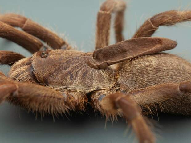 Ученые обнаружили тарантула с рогом на спине, и они не знают, что это за существо