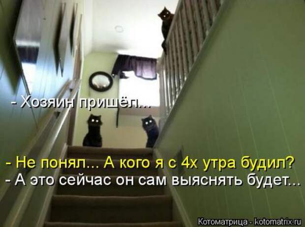 Котоматрицы (картинки с надписями)