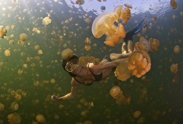 Погрузитесь под воду с медузами в Микронезии.