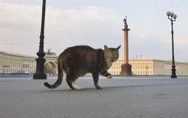 Мяукающая дивизия: как кошки спасли Ленинград после прорыва блокады