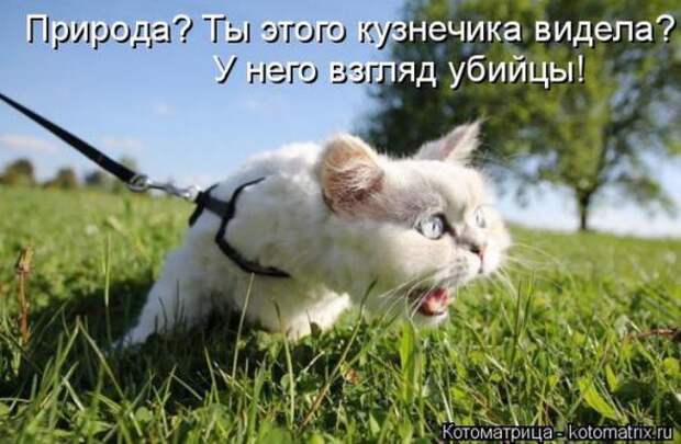 Котоматрицы(картинки с надписями)