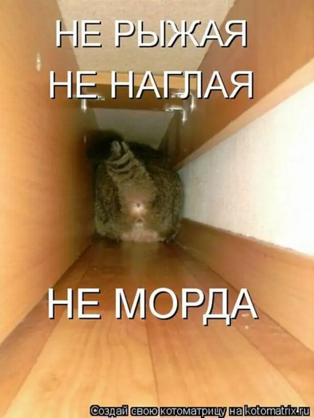 Включи кота быстрей