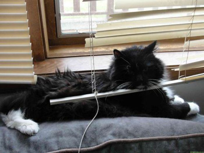 Коты и жалюзи Коты и жалюзи