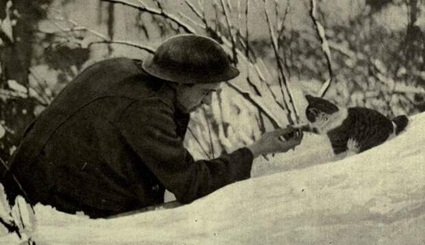 Котейки Первой мировой война, животные, история, кот