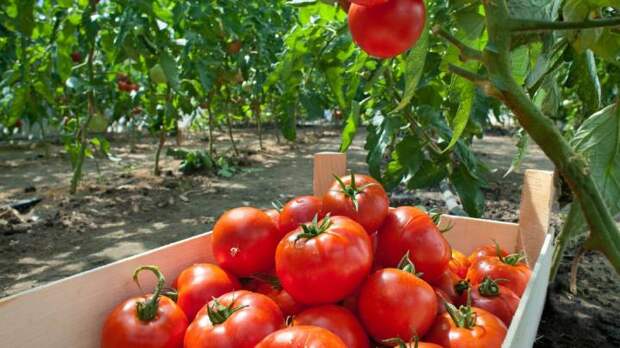 Ошибка, которая может стоить вам урожая томатов