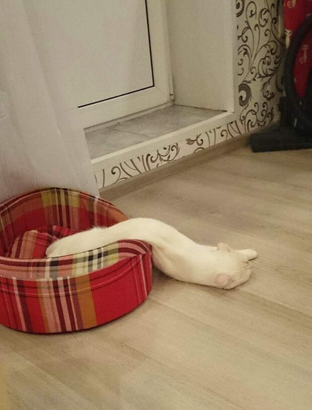 Котики растаяли от жары