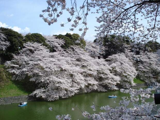Катания на лодках во время цветения сакуры. Праздник ханами. Фото