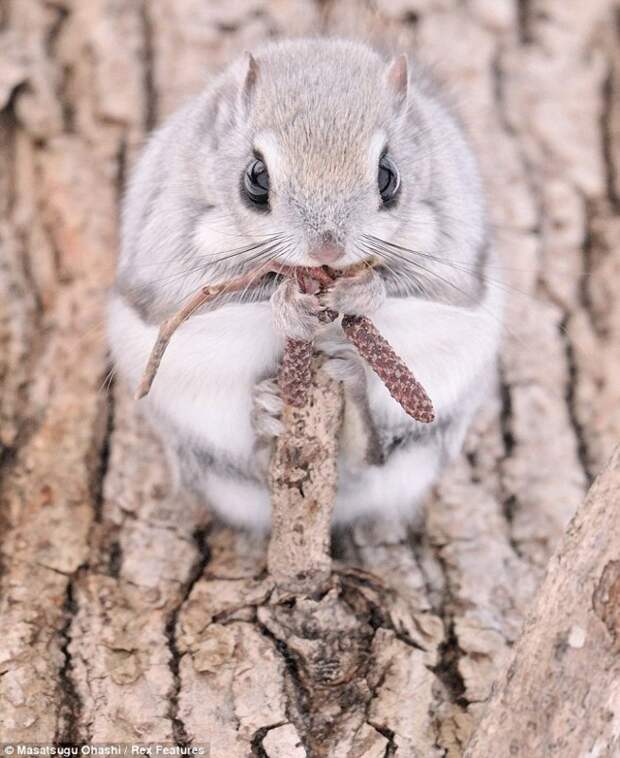 squirrels05 squirrels05 Сибирские белки летяги это нечто