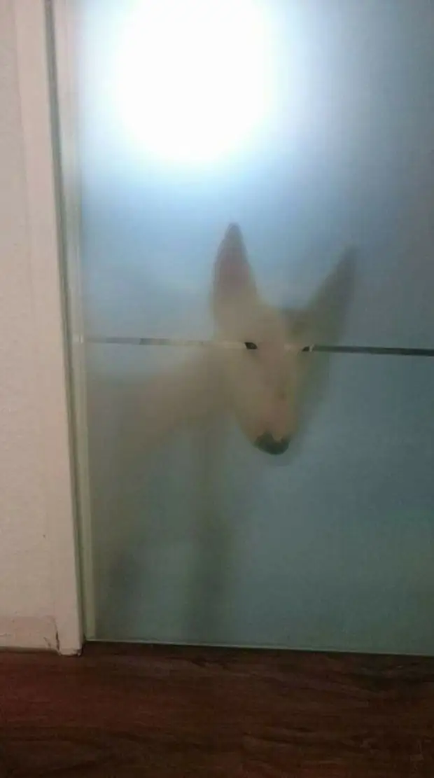 Любопытноносики