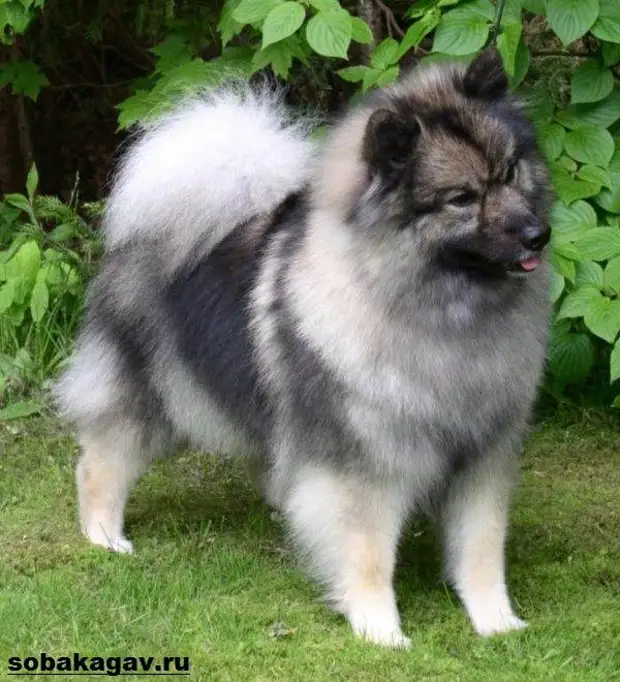 Кеесхонд собака. Описание, особенности, уход и цена породы кеесхонд