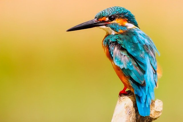 kingfisher-2046453_640.jpg kingfisher-2046453_640.jpg