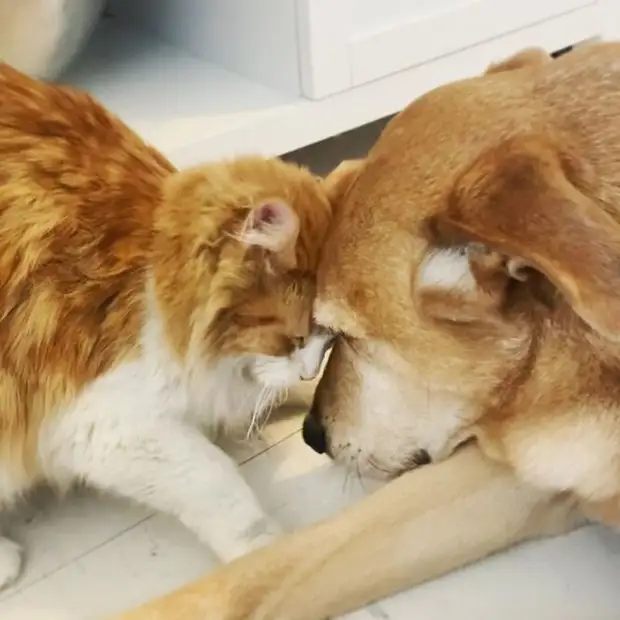 Это любовь! Спасённый пёс вырастил больше 60 приютских котят