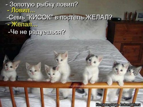 Веселая котоматрица