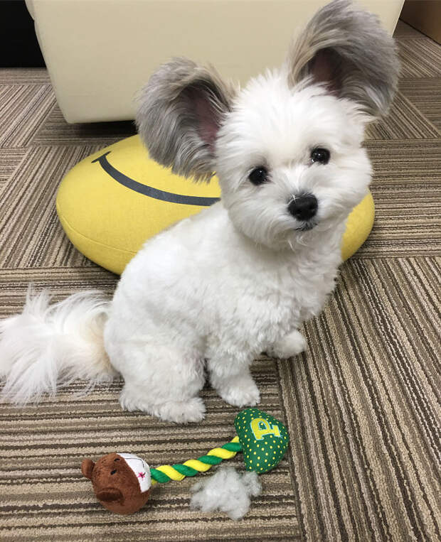 Funny-Fluffy-Ears-Dog-Goma