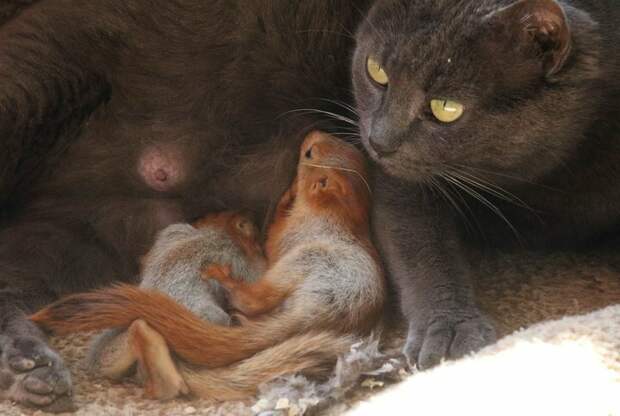 Крымская кошка Пуша приняла на воспитание четырех бельчат белки, животные, история, кошка, милота, фотографии