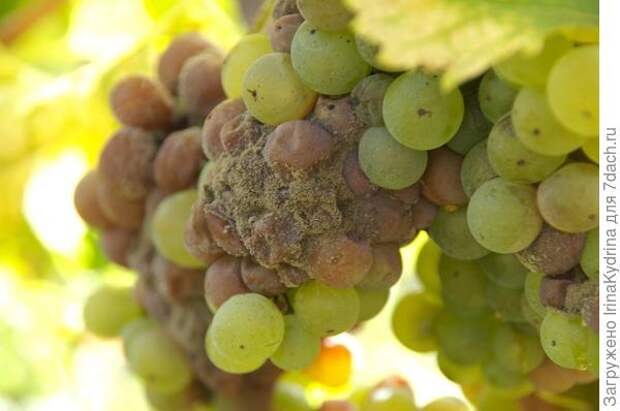 Серая гниль на винограде (Фото с сайта mtdata.ru)