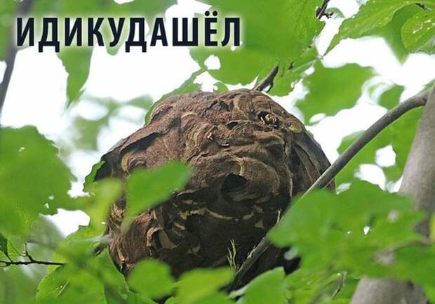 Прикольные картинки картинки из сети, прикол, юмор
