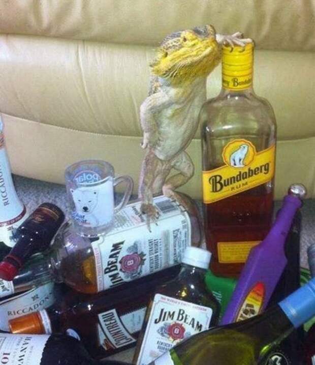 Приколы недели!