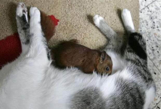 кот и белка фотографии