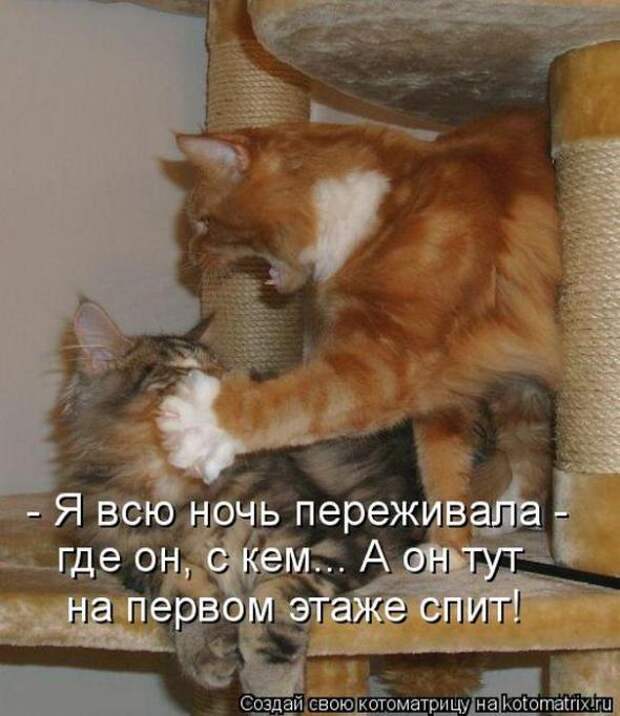 Котоматрицы(картинки с надписями)