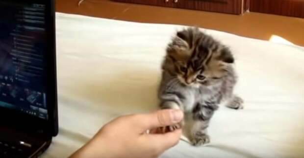 Маленький котенок научился давать лапку, и не устает это ...