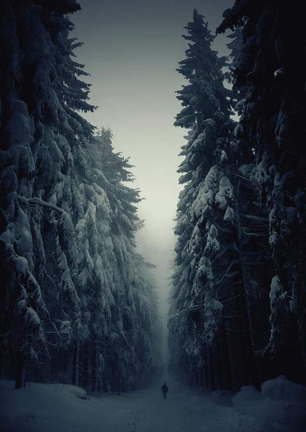 зимние пейзажи лес