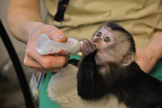 Петербуржцы сами выберут имя для малышки вандеру из Ленинградского зоопарка