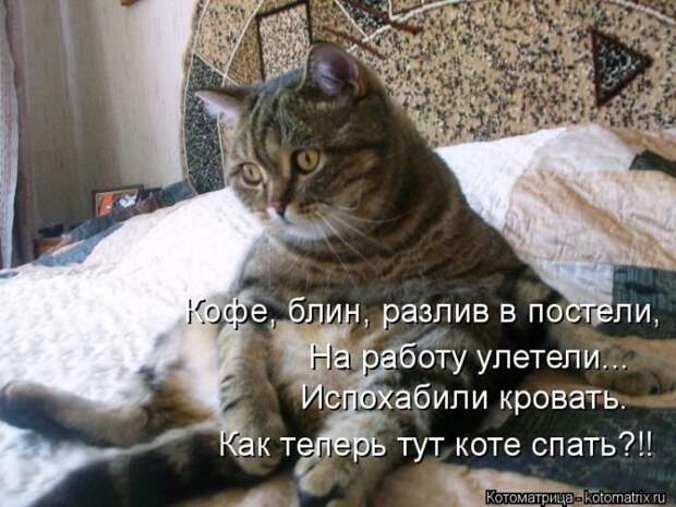 Лучшие котоматрицы недели