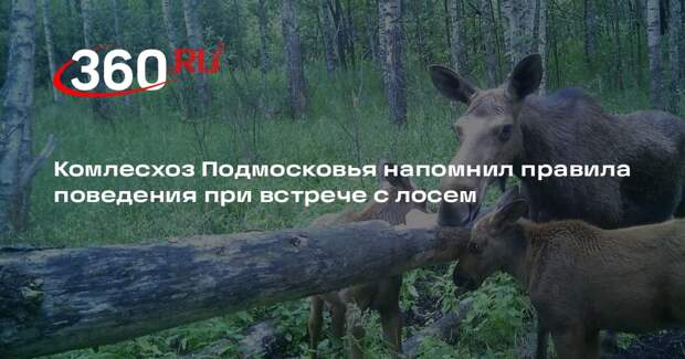 Комлесхоз Подмосковья напомнил правила поведения при встрече с лосем